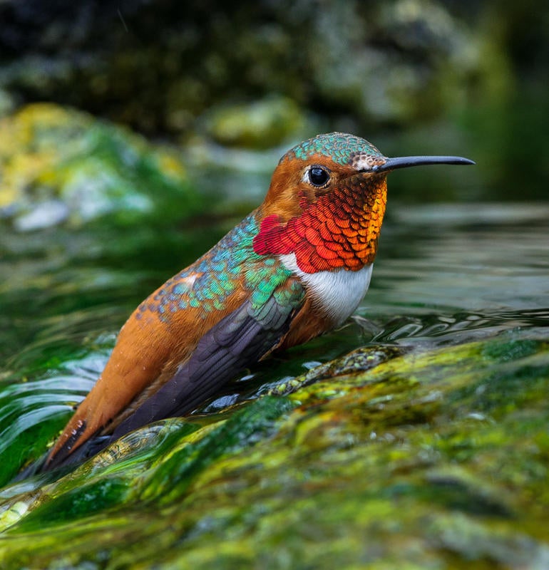 Allen's Hummingbird/Amateur Category. Barry Schirm/Audubon Photography Awards