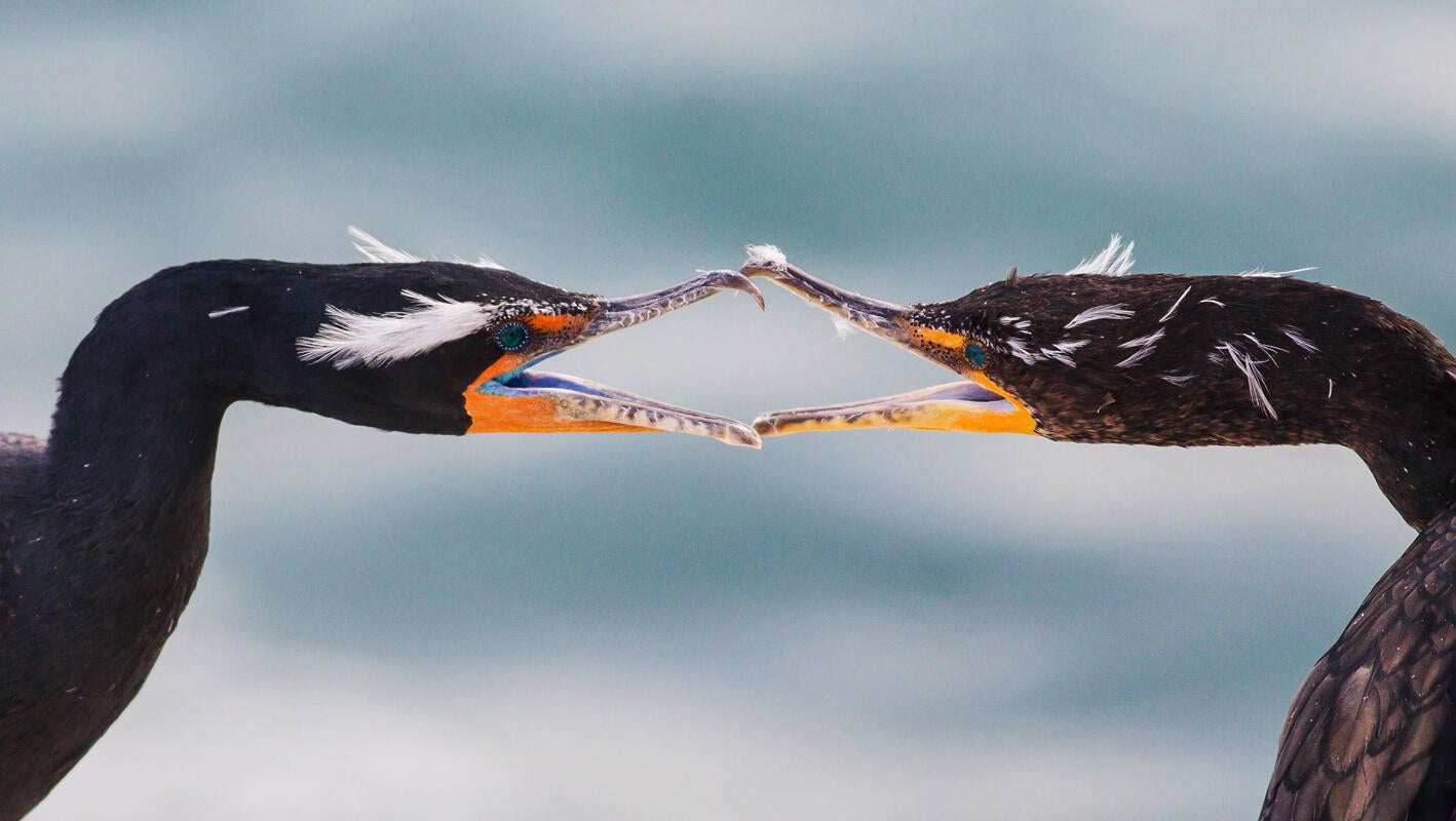 Double-crested Cormorant/Amateur Category. Ben Knoot/Audubon Photography Awards