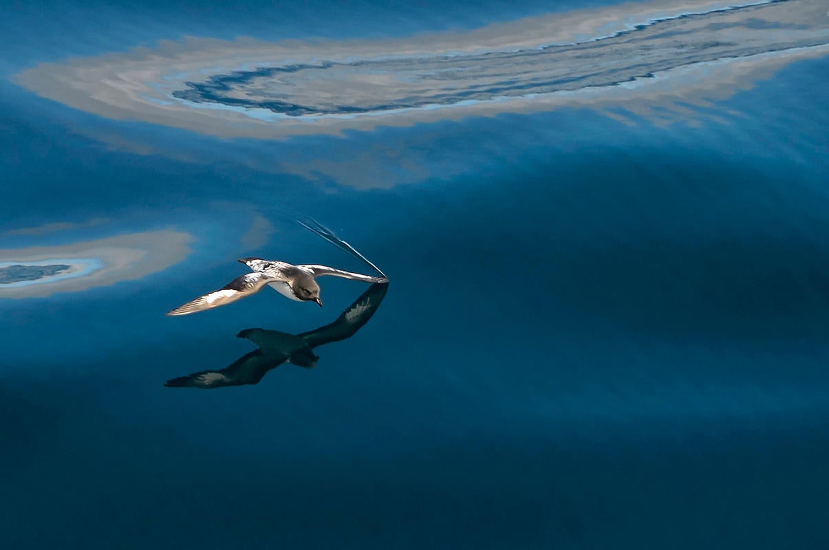 Cape Petrel/Amateur Category. Bill Klipp/Audubon Photography Awards