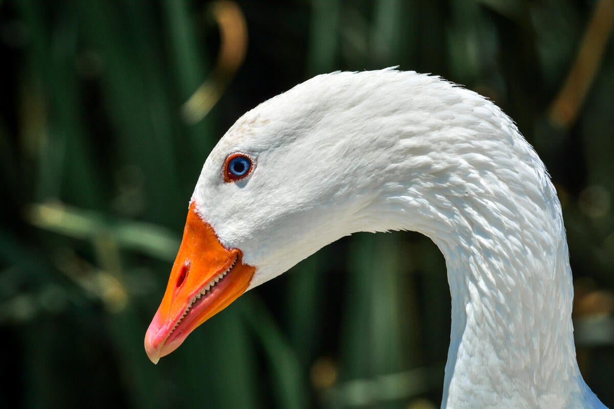 Domestic Goose/Amateur Category. Bradley Lewis/Audubon Photography Awards