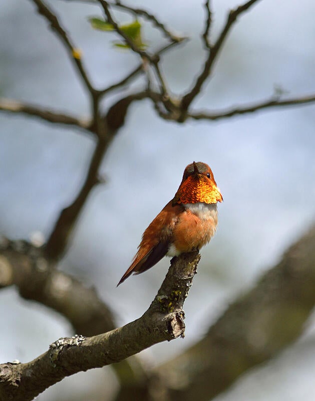 Rufous Hummingbird/Amateur Category. Breanna Wilson/Audubon Photography Awards