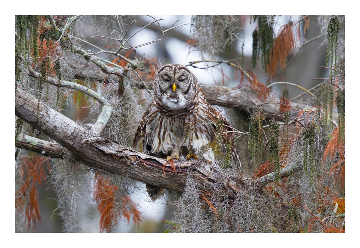 Barred Owl/Amateur Category. Brenda Stevens/Audubon Photography Awards