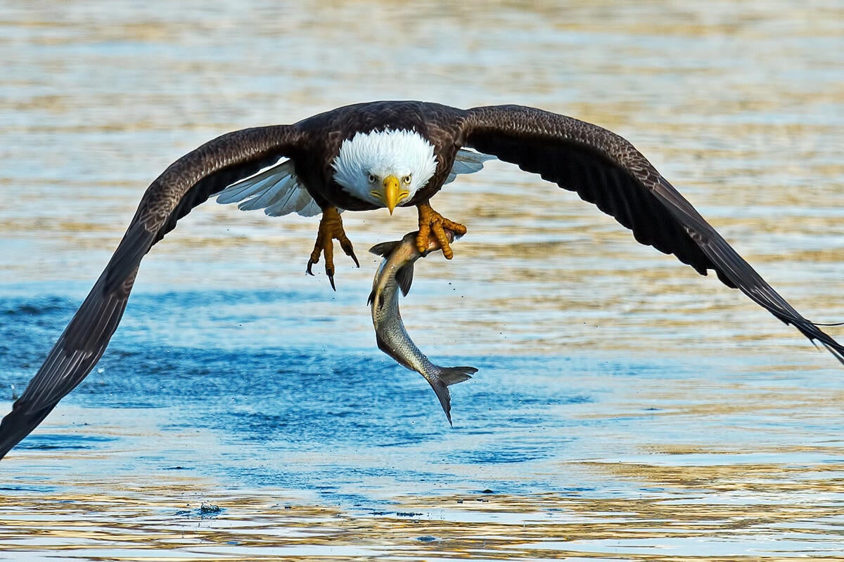 Bald Eagle/Amateur Category. Brian Kushner/Audubon Photography Awards
