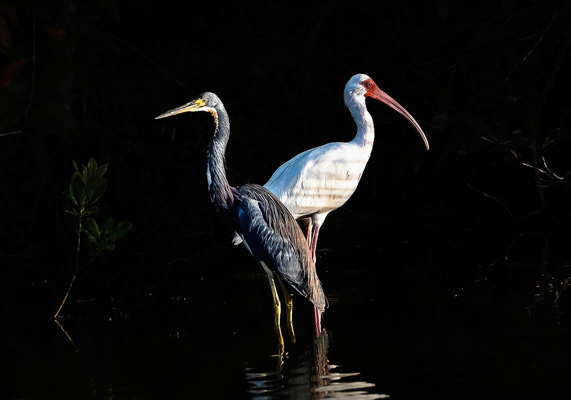 Tricolored Heron and White Ibis/Amateur Category. Brian Rivera Jr/Audubon Photography Awards