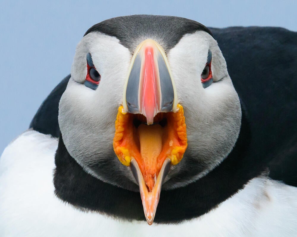 Atlantic Puffin/Amateur Category. Bruno Struck/Audubon Photography Awards