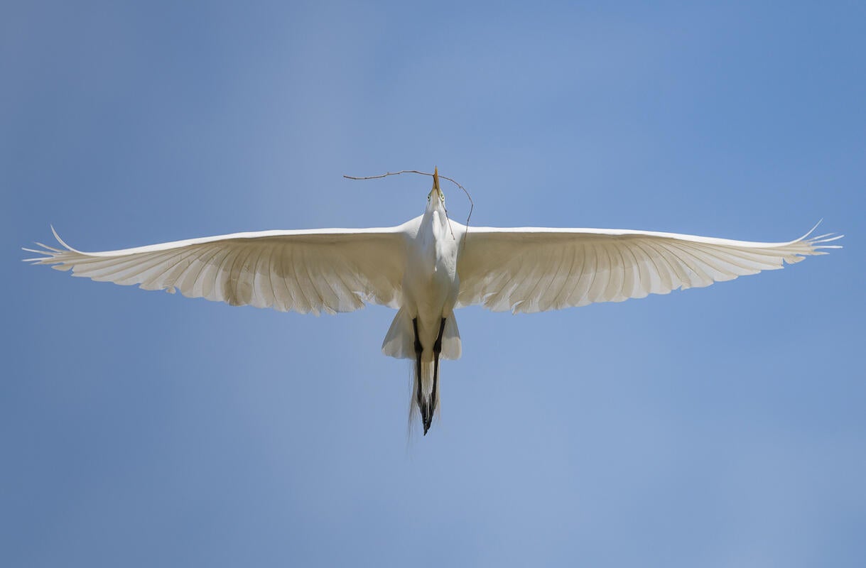 Great Egret/Amateur Category. Bruno Struck/Audubon Photography Awards