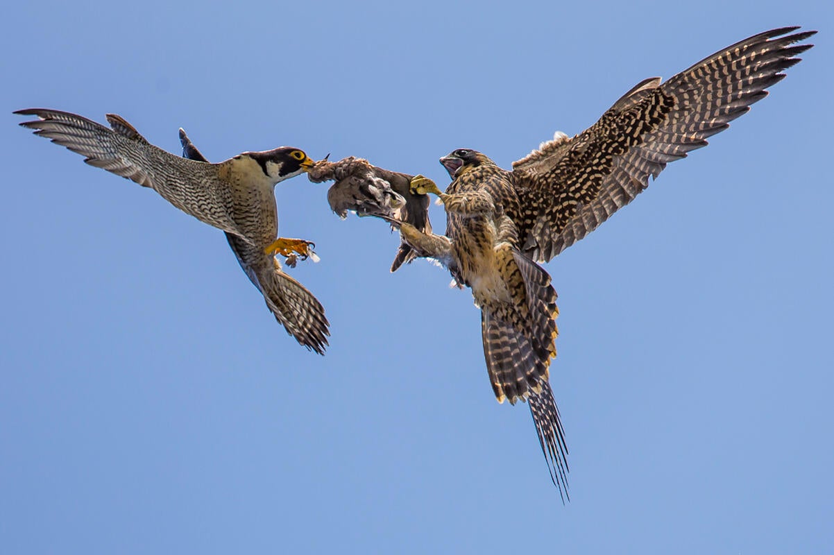 Peregrine Falcon/Amateur Category. Carl Woo/Audubon Photography Awards
