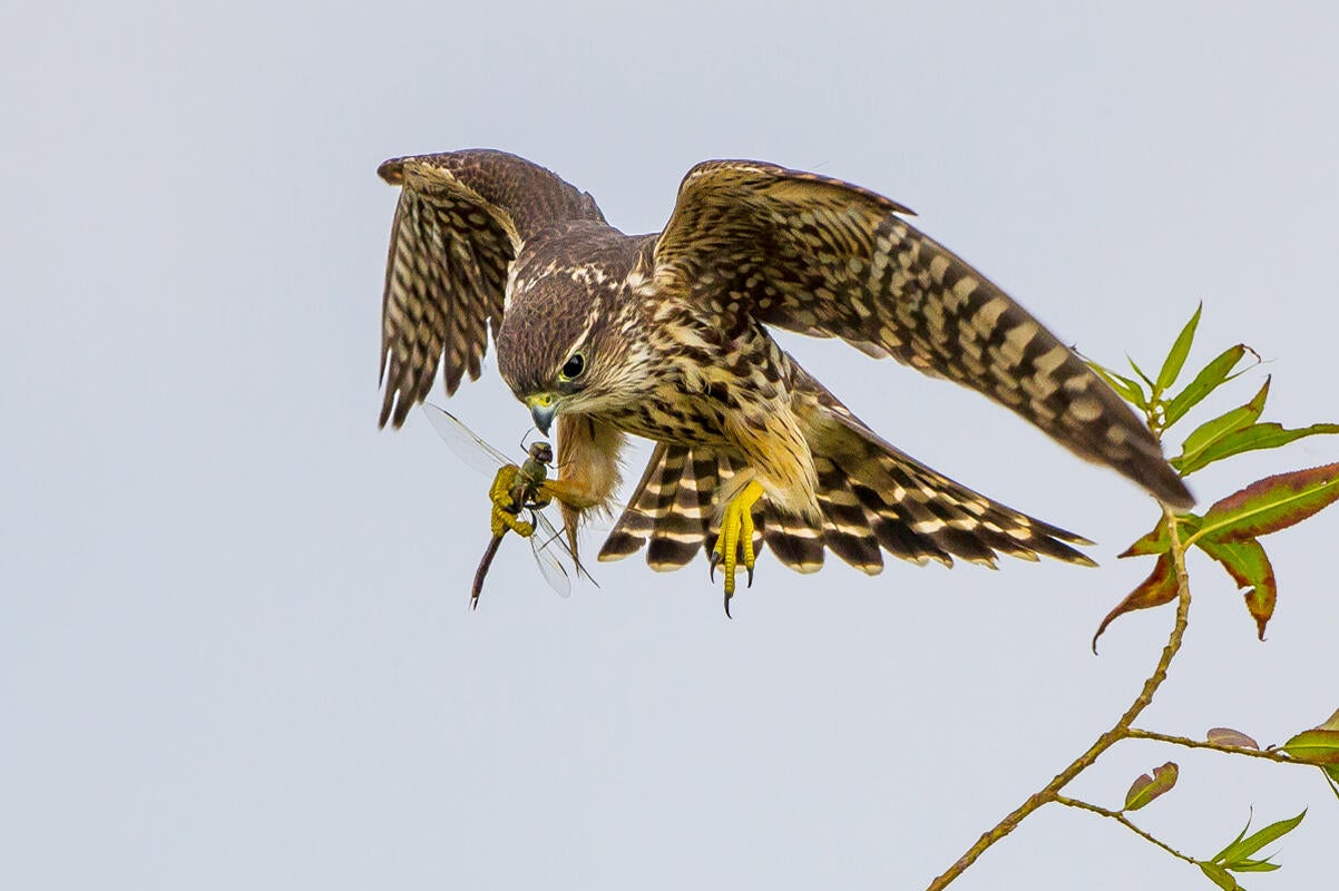 Merlin/Amateur Category. Carl Woo/Audubon Photography Awards