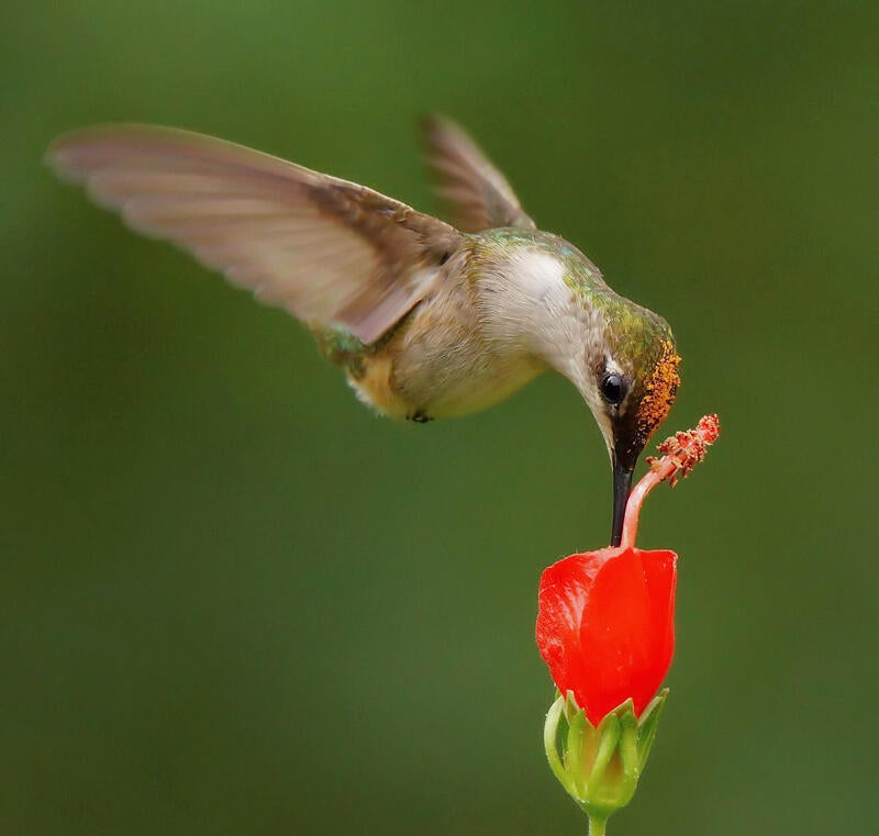 Female Ruby-throated Hummingbird/Amateur Category. Carmen Elia/Audubon Photography Awards