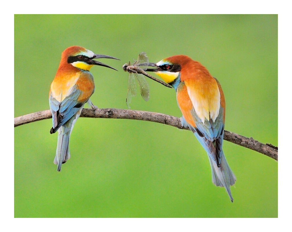 European Bee-eater/Amateur Category. Mike Anderson/Audubon Photography Awards