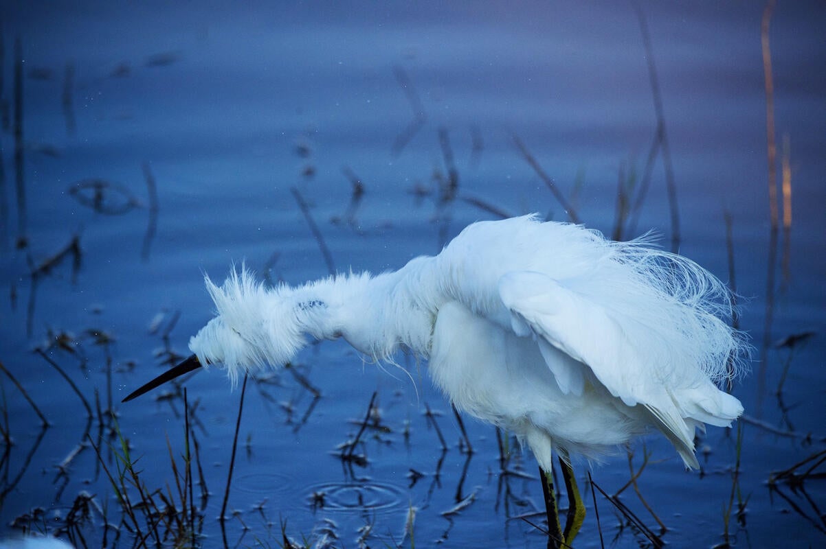 Snowy Egret/Amateur Category. Charles Waitwait/Audubon Photography Awards