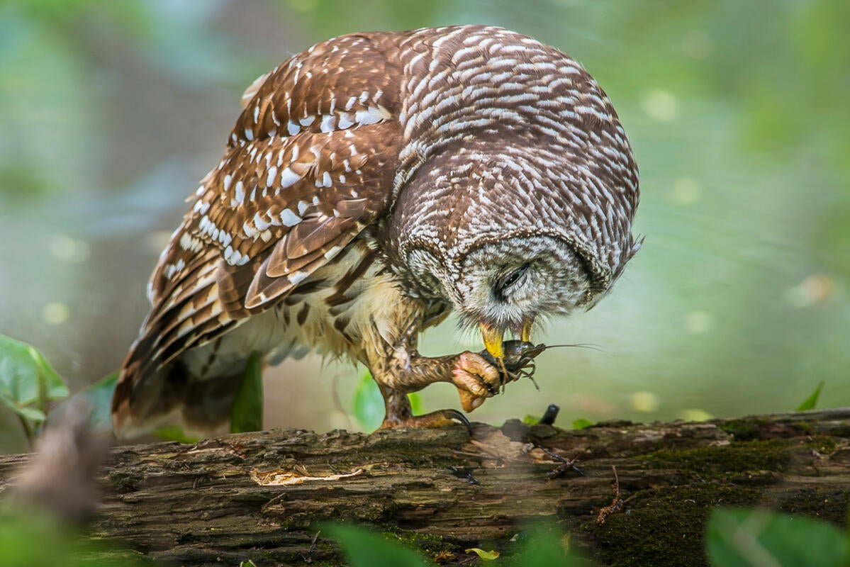 Barred Owl/Amateur Category. Chokchai Leangsuksun/Audubon Photography Awards
