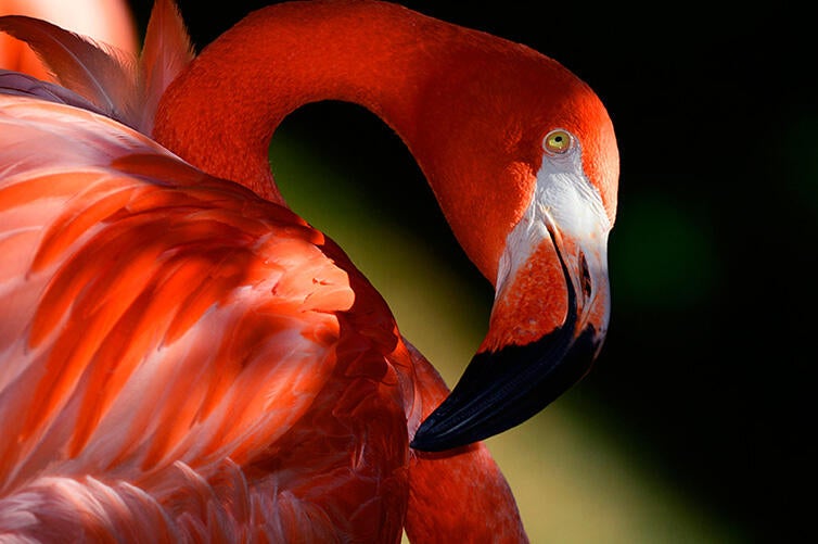 American Flamingo/Amateur Category. Chris Heisey/Audubon Photography Awards