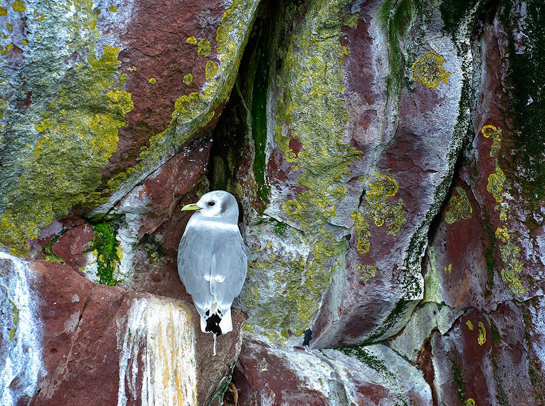 Black-legged Kittiwake/Amateur Category. Claudio Bacinello/Audubon Photography Awards