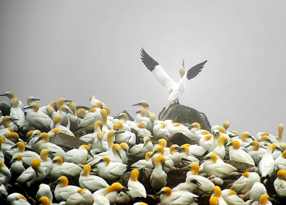Northern Gannet/Amateur Category. Claudio Bacinello/Audubon Photography Awards