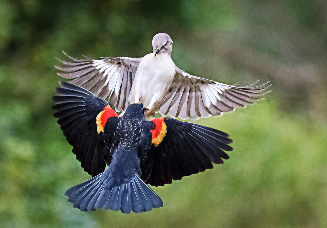Red-winged Blackbird and Northern Mockingbird/Amateur Category. Darrell Crisp/Audubon Photography Awards
