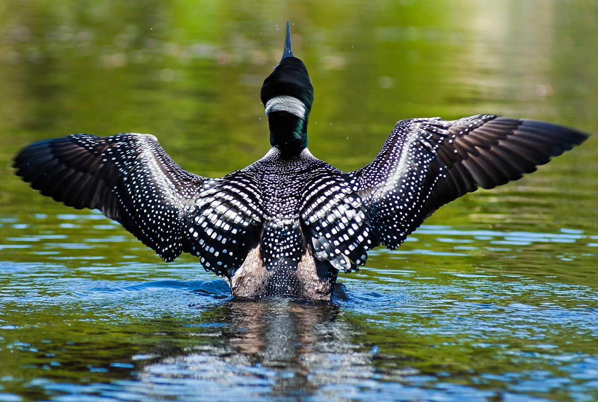 Common Loon/Amateur Category. Darren Smith/Audubon Photography Awards