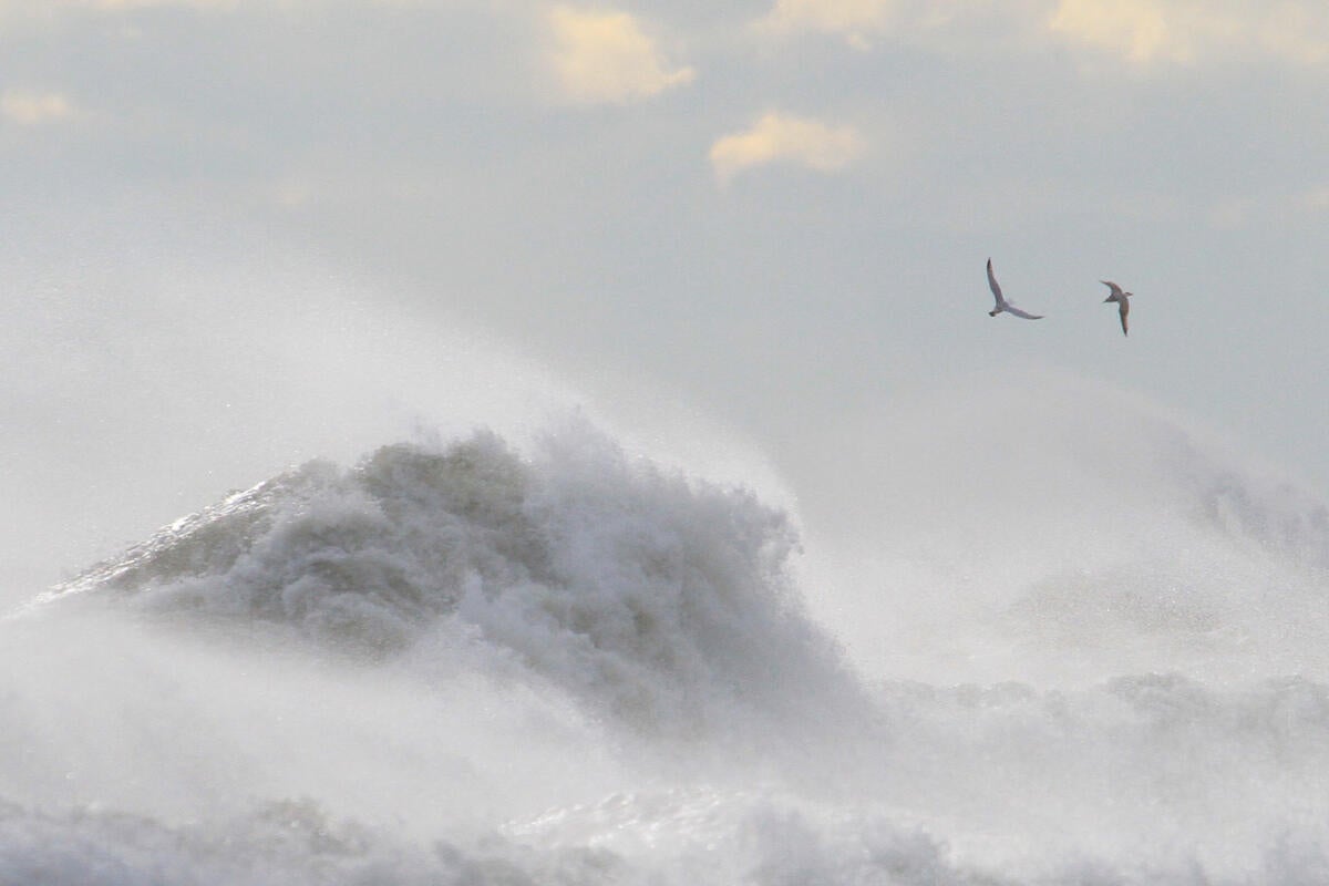 Great Black-backed Gull/Amateur Category. David Policansky/Audubon Photography Awards