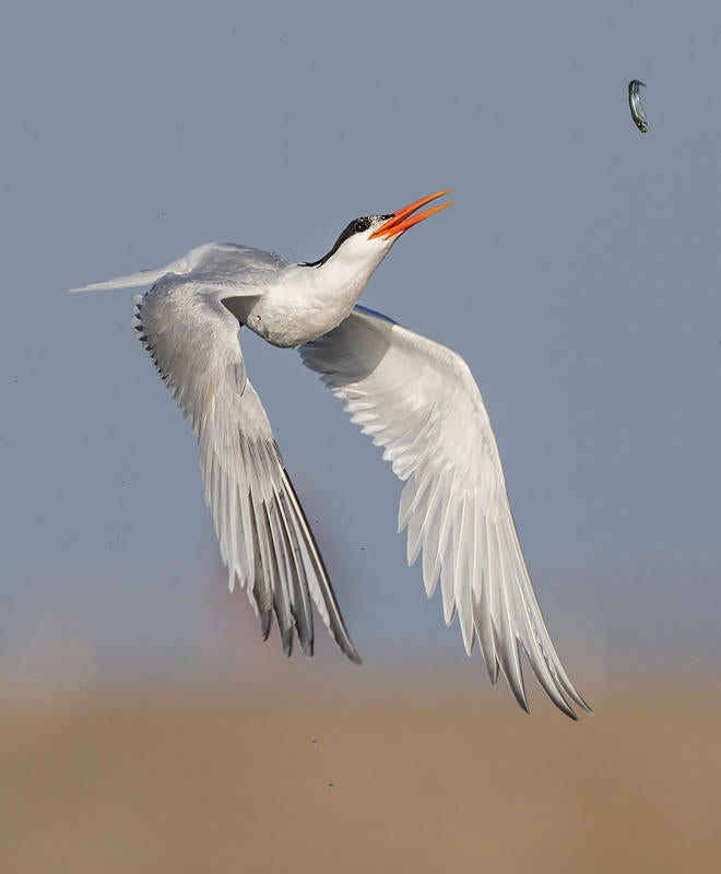 Elegant Tern/Amateur Category. David Salem/Audubon Photography Awards