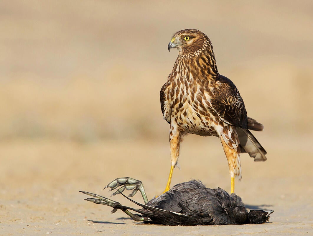 Northern Harrier and American Coot/Amateur Category. David Salem/Audubon Photography Awards