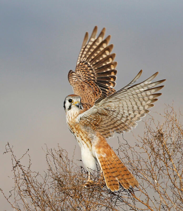 American Kestrel/Amateur Category. David Salem/Audubon Photography Awards
