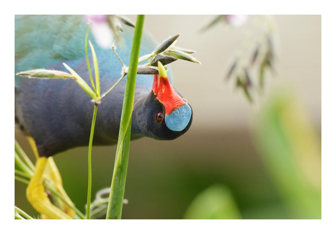 Purple Gallinule/Amateur Category. Dennis Derby/Audubon Photography Awards