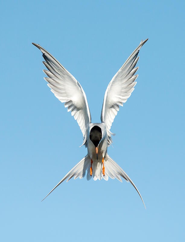 Forster's Tern/Amateur Category. Diana Rebman/Audubon Photography Awards
