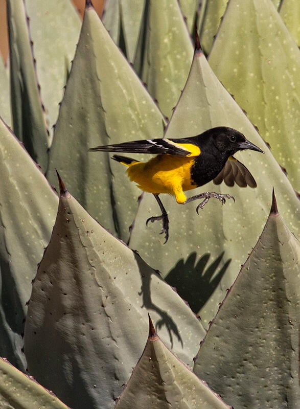 Scott's Oriole/Amateur Category. Donald Wuori/Audubon Photography Awards