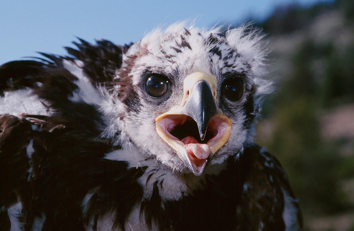 Golden Eagle/Professional Category. Don Jackson/Audubon Photography Awards