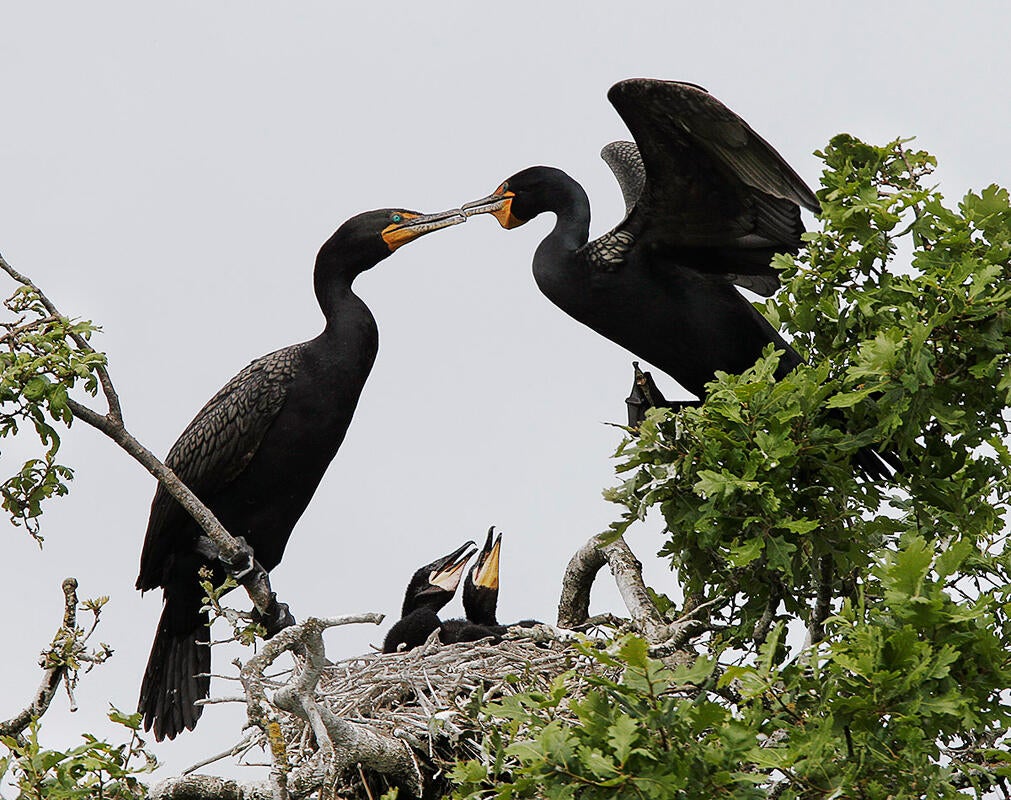 Double-crested Cormorant/Professional Category. Don Jackson/Audubon Photography Awards