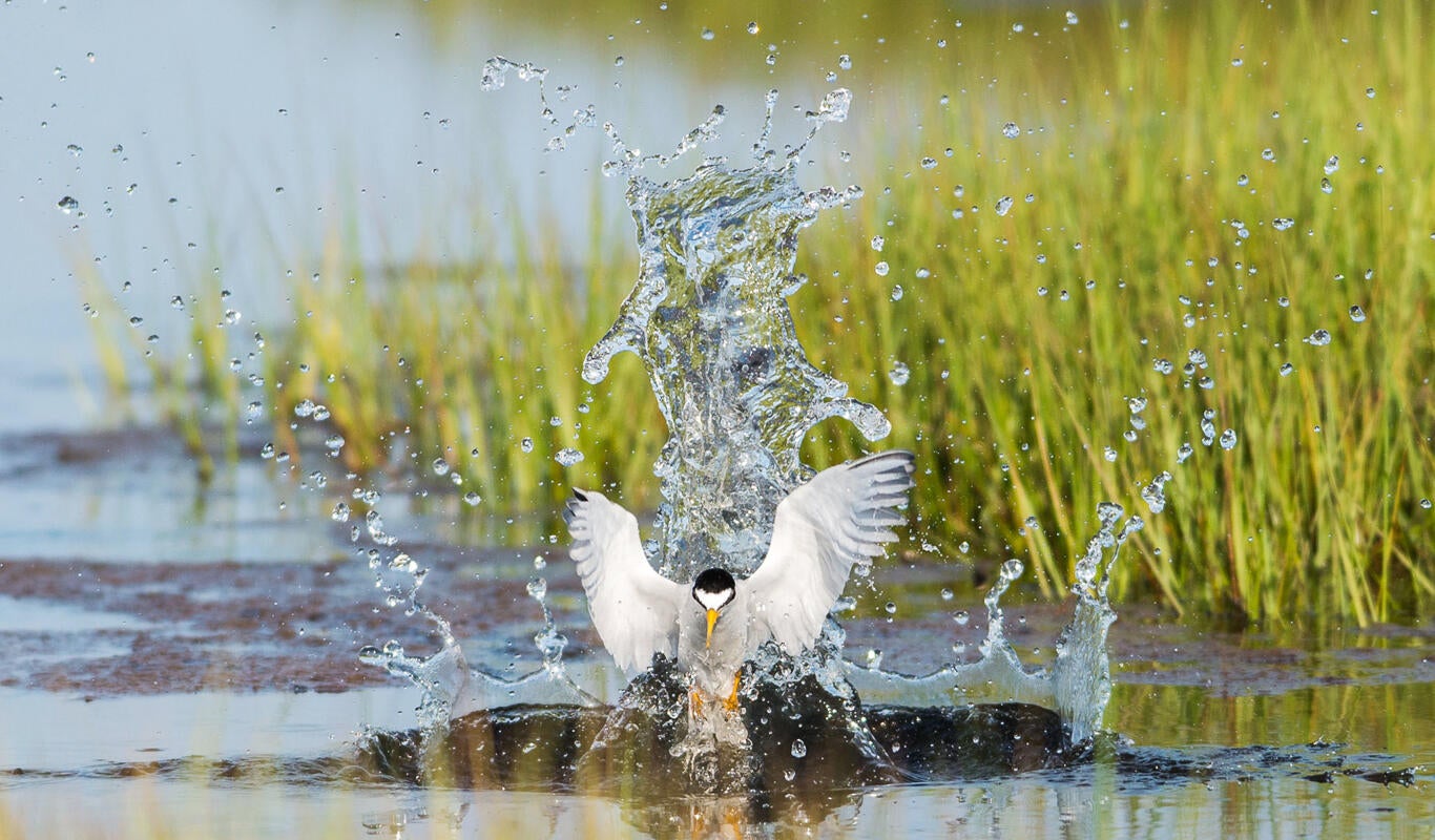 Least Tern/Amateur Category. Doug German/Audubon Photography Awards