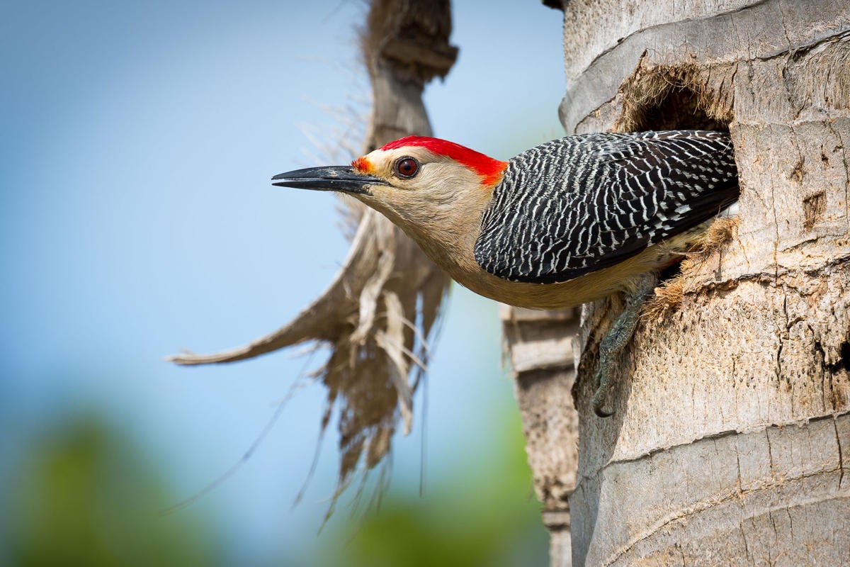 Golden-fronted Woodpecker/Amateur Category. Doug Kliewera/Audubon Photography Awards