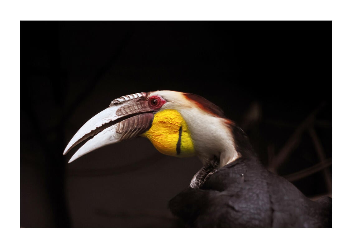 Wreathed Hornbill/Fine Art Category. Eugene Campbell/Audubon Photography Awards