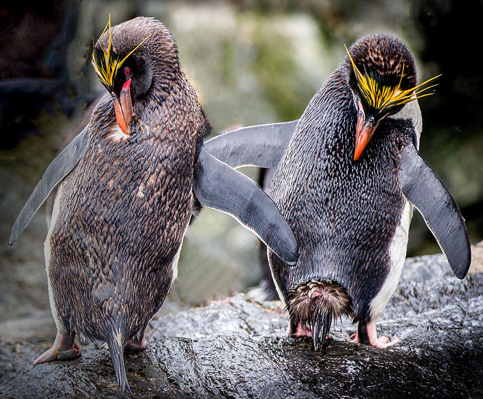 Macaroni Penguin/Amateur Category. Evan Siegel/Audubon Photography Awards