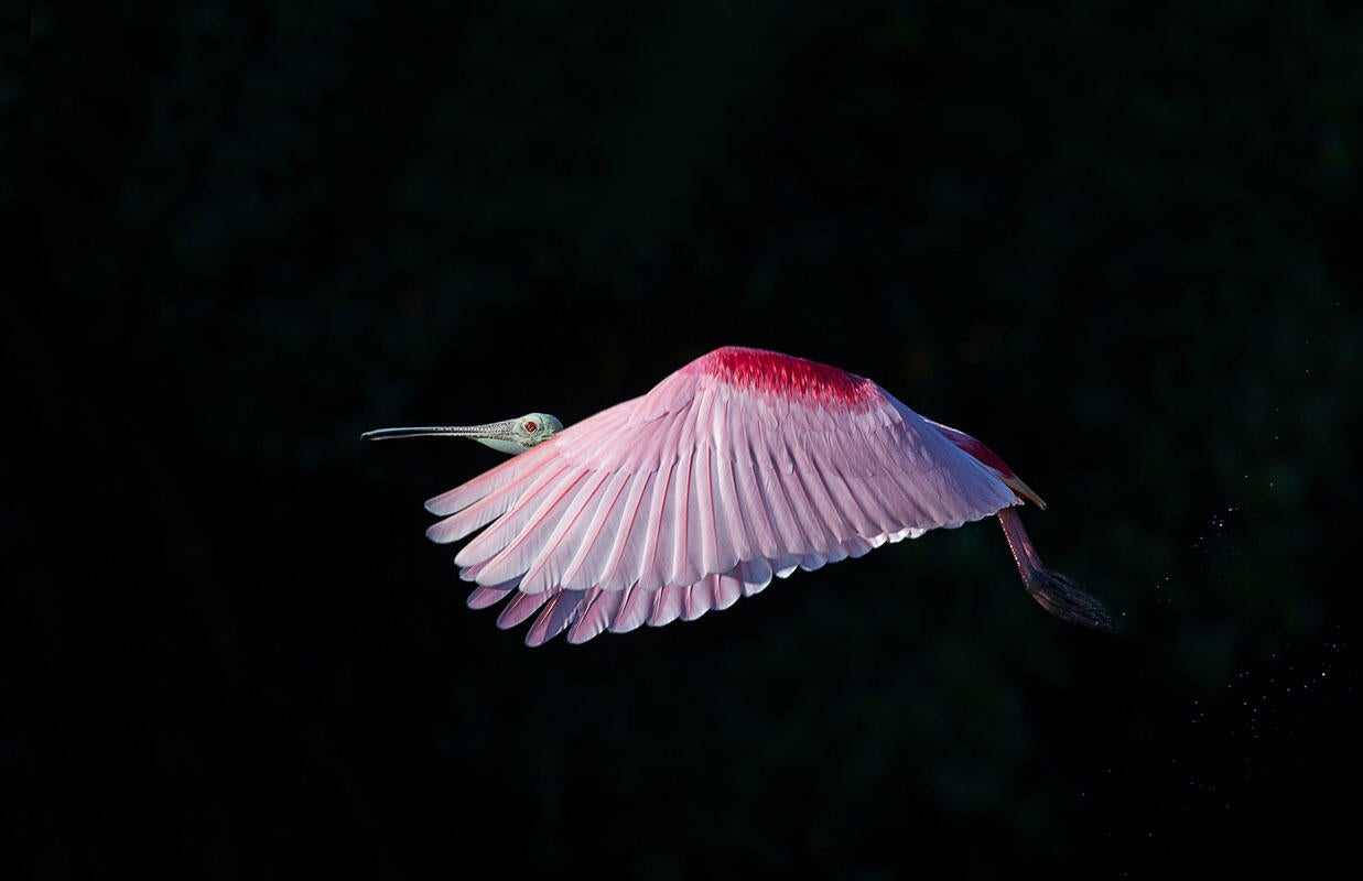 Roseate Spoonbill/Amateur Category. Gail Bisson/Audubon Photography Awards