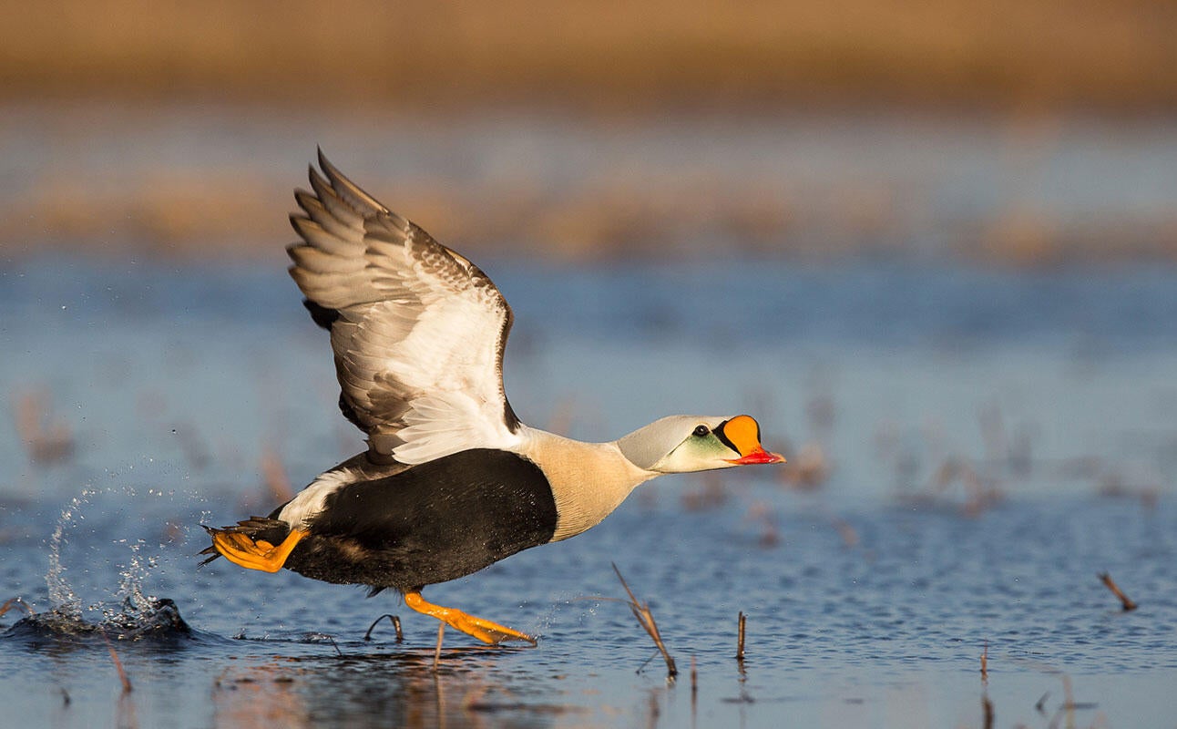 King Eider/Amateur Category. Gail Bisson/Audubon Photography Awards