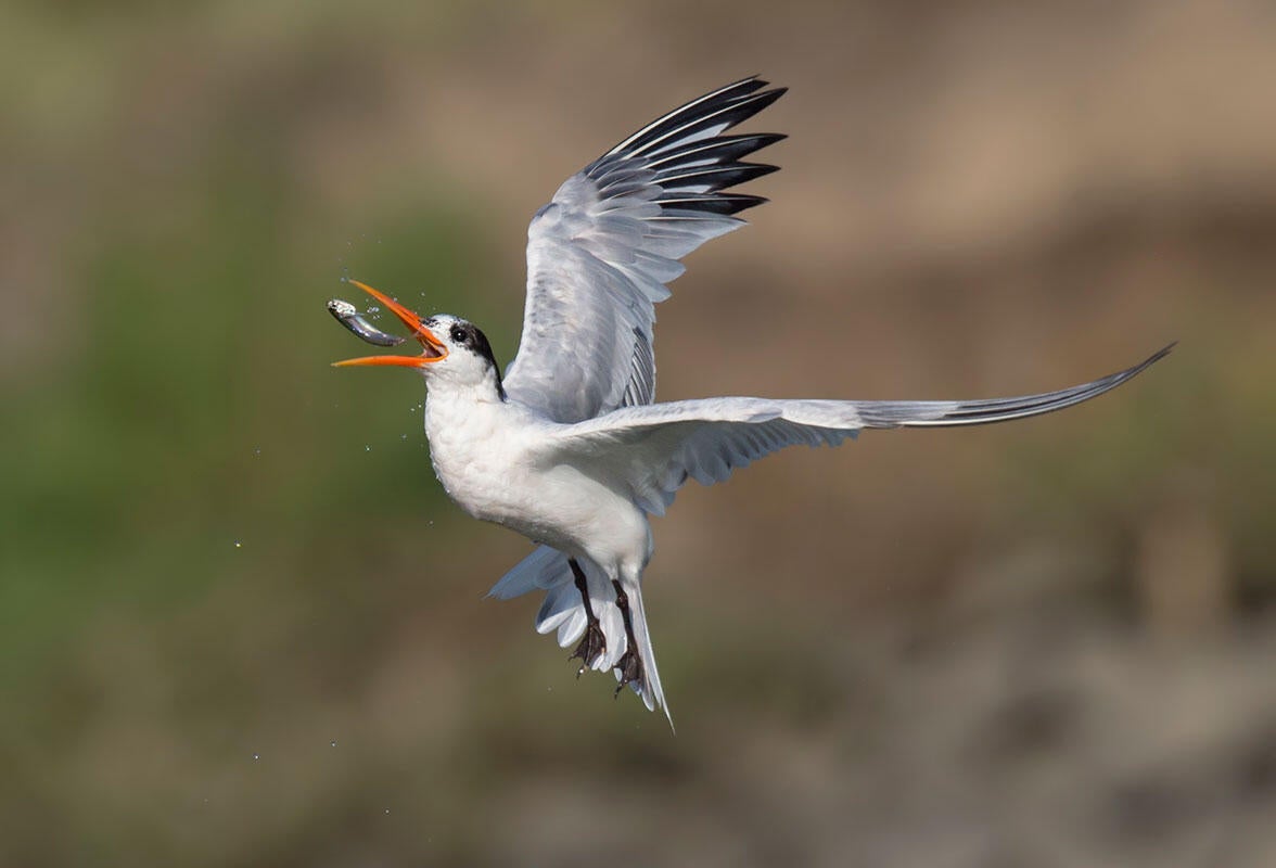 Elegant Tern/Amateur Category. Gail West/Audubon Photography Awards