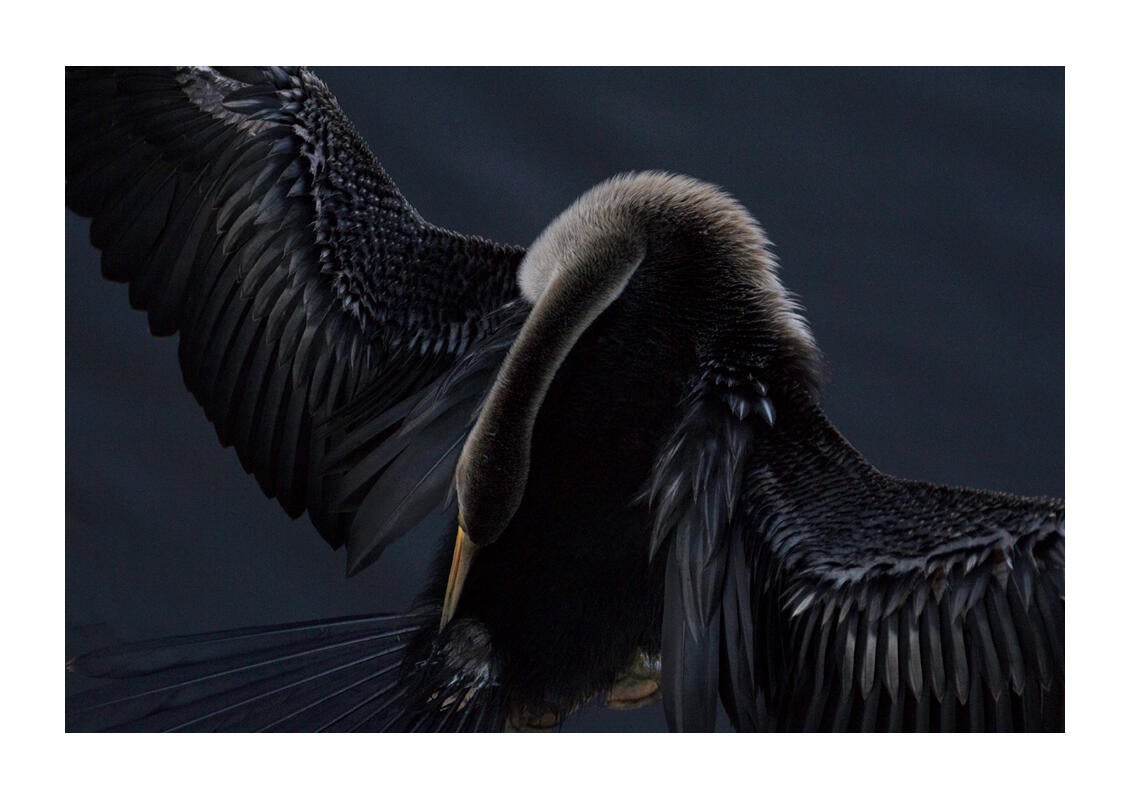 Anhinga/Amateur Category. Gary Baird/Audubon Photography Awards