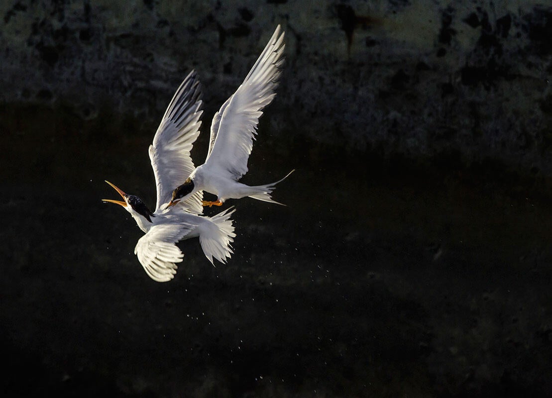 Elegant Tern/Amateur Category. Geralyn Souza/Audubon Photography Awards