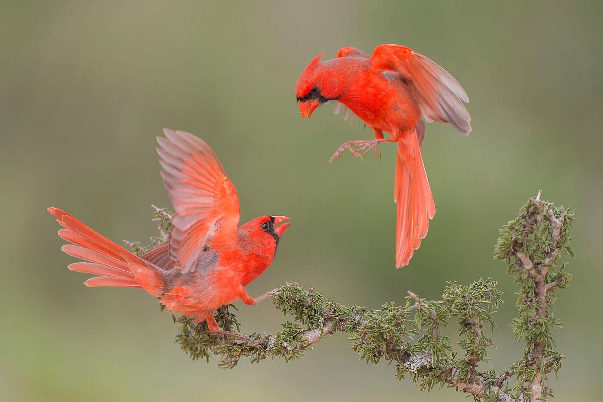 Northern Cardinal/Professional Category. Hector Astorga/Audubon Photography Awards