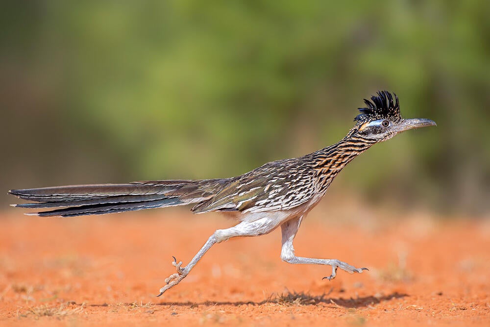 Greater Roadrunner/Professional Category. Hector Astorga/Audubon Photography Awards