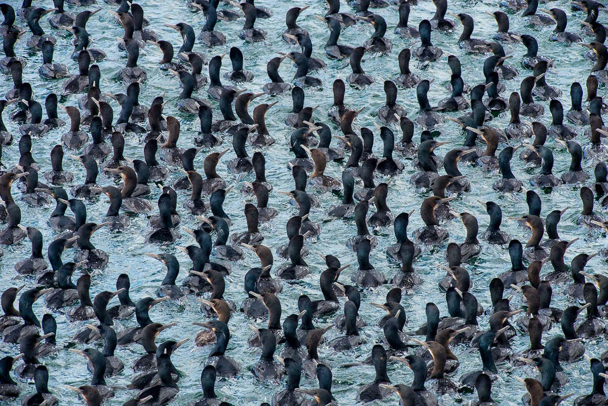 Brandt's Cormorant/Amateur Category. Jack Sassard/Audubon Photography Awards