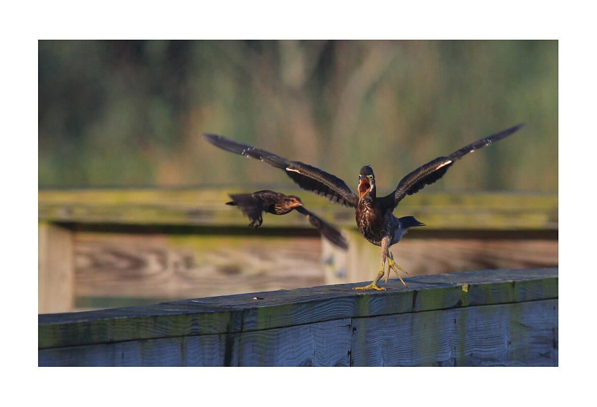 Green Heron and Red-winged Blackbird/Amateur Category. Jeffrey Holmes/Audubon Photography Awards