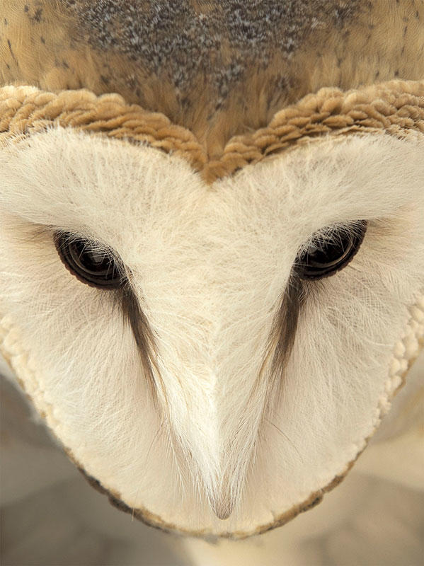 Barn Owl/Fine Art Category. Jennifer Maharry/Audubon Photography Awards