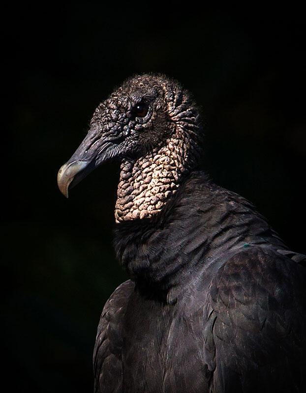 Black Vulture/Amateur Category. Jim Akers/Audubon Photography Awards