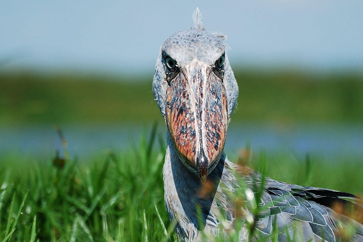 Shoebill/Amateur Category. John Rollins/Audubon Photography Awards