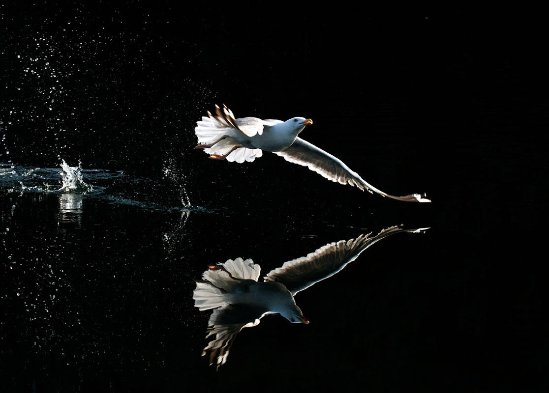 Herring Gull/Amateur Category. Jon D'alessio/Audubon Photography Awards