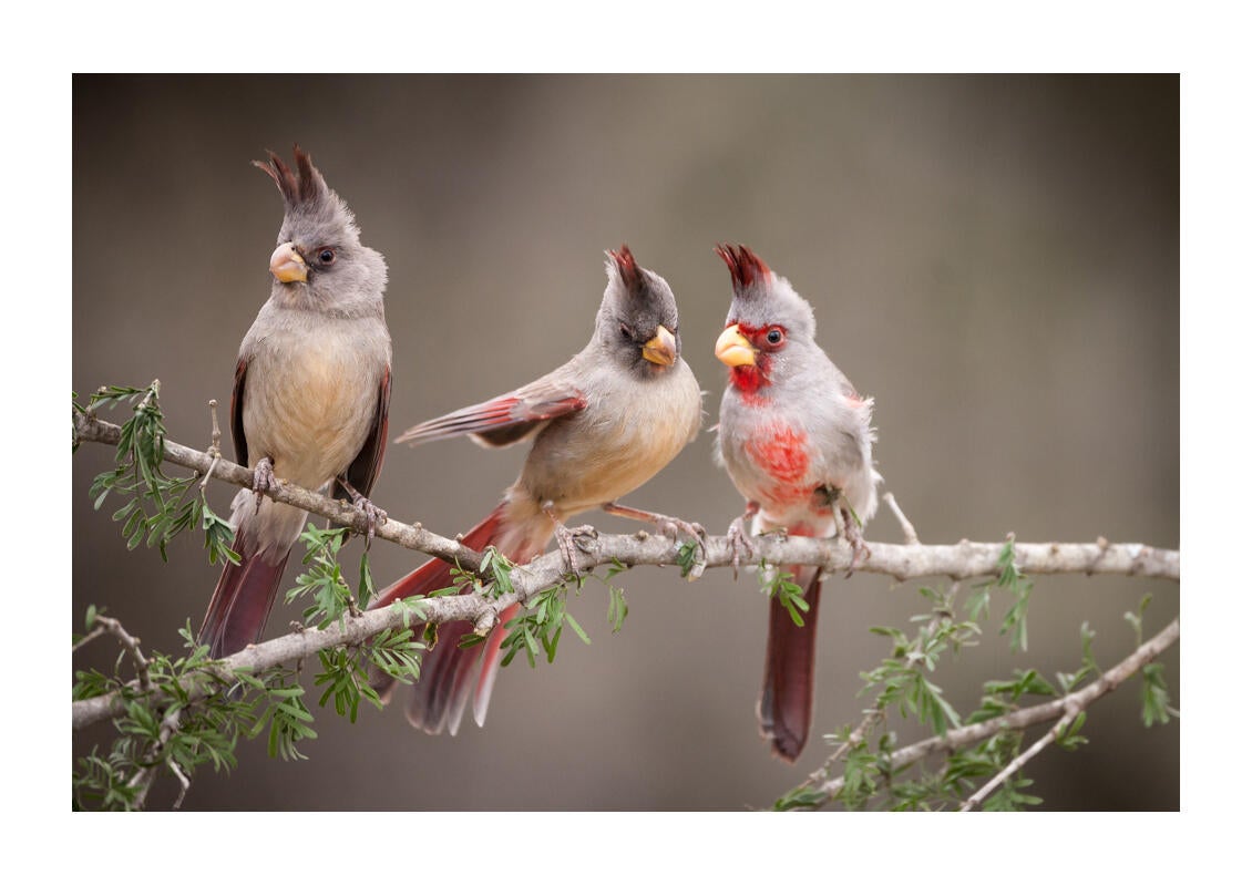 Pyrrhuloxia/Amateur Category. Joseph Messina/Audubon Photography Awards