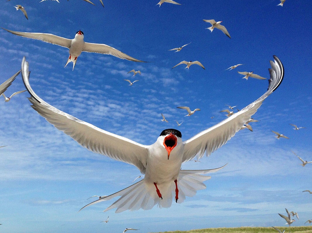 Common Tern/Amateur Category. Joseph Samela/Audubon Photography Awards