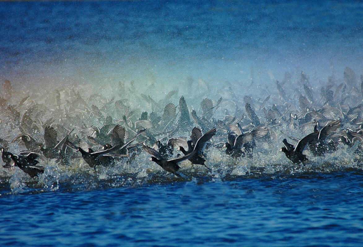 American Coot/Amateur Category. Joyce Stefancic/Audubon Photography Awards